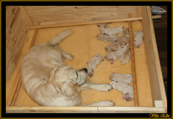 comprar golden retriever villa ellie